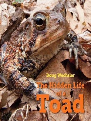 cover image of The Hidden Life of a Toad